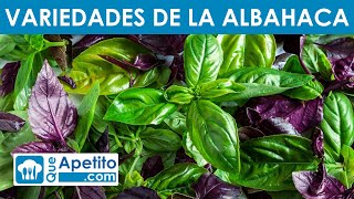 6 Variedades de Albahaca  QueApetito [upl. by Nosliw]