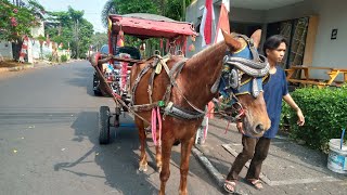 KUDAKUDA DELMAN KUDA JINGKRAK NAIK DELMAN ISTIMEWApopuler [upl. by Aratihc976]