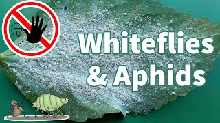 Organic White Fly Control  How to get rid of Whiteflies amp Aphids [upl. by Ameyn]