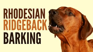 Rhodesian Ridgeback Barking How To Make Your Dog Bark [upl. by Eldon]