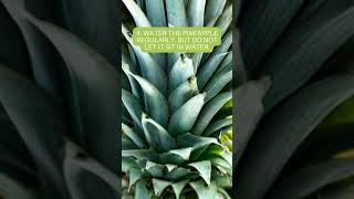 How to Grow and Care for a Pineapple Plant A Complete Guide [upl. by Hakeber]