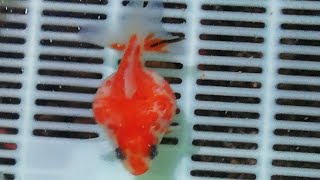 🌠可愛い金魚のご紹介🎶 20241014 金魚 goldfish ピンポンパール ◎いつもご視聴、高評価有り難うございます🙇 [upl. by Adamina]