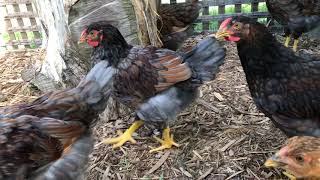 Blue laced red Wyandotte chickens [upl. by Sandro]