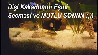 Apistogramma Cacatuoides Çiftleşme Kur Yapma Üreme [upl. by Tracie]