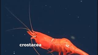 Bivalvia dan Crustacea [upl. by Tizes]