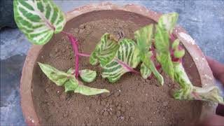 How to Grow Iresine Plant from Cuttings l Propagating Iresine Herbstii from Cuttings l HindiUrdu [upl. by Anod]