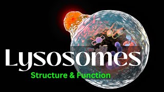 Lysosomes Structure and Function biology Cell Biology [upl. by Zilada831]