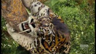 Sabretoothed tiger attack  Primeval  BBC America [upl. by Gnahc198]