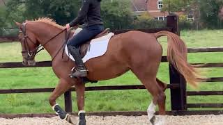 Cracking Irish Sport Horse mare by Dignified Van’t Zorgvliet dam by Cult Hero [upl. by Boehike]