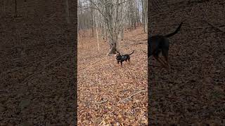 Black and Tan Coonhound Treeing a Racoon hunting racoonhunting pestcontrol predatorhunting [upl. by Greenstein]