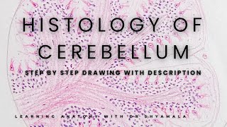 Histology of Cerebellum Step by step drawing with description [upl. by Diarmit208]