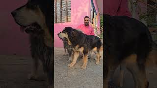 Pure Pahadi Bhutia Dog gaddidog [upl. by Katalin]