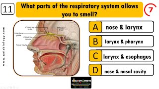 Quiz on Respiratory System  Interactive MCQ on Respiratory System [upl. by Enelrats]