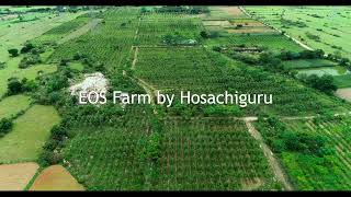 Hosachiguru EOS Farm [upl. by Odnalra699]