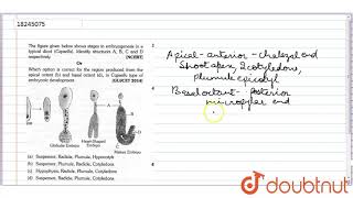 The figure given below shows stages in embryogenesis in a typical dicot Capsella identify stru [upl. by Ecnarf]