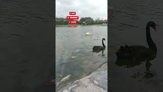 Fairview Park Hongkong Lake🇭🇰 viralvideo short shortvideo [upl. by Pare358]