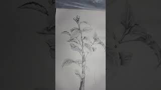 Nature sketch manviscreation ytshort shorts youtube viralshort viralvideo painting artshorts [upl. by Sirdi356]