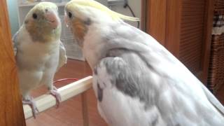 ミッキーマウスマーチと、となりのトトロを歌うひなた【歌の練習用にどうぞ～♪】オカメインコ cockatiel singing [upl. by Pacorro]