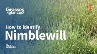 How to Identify Nimblewill  Grasses at a Glance [upl. by Ahsinej131]