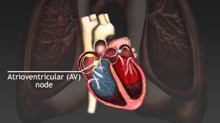 How the cardiac cycle is produced by electrical impulses in the heart [upl. by Joo]