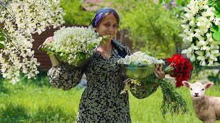 We make jam pancakes and samovar tea from acacia flowers Village Life Vlog [upl. by Natassia930]