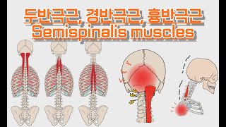 두반극근경반극근흉반극근Semispinalis muscles 완전 정복 [upl. by Rheba]