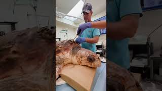 Turtle Harlows Barnacles removal Full HD barnacle barnaclesremoving barnacles [upl. by Ueik]