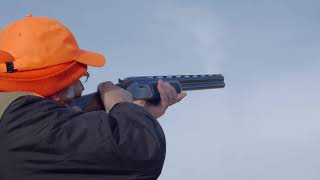 Boykin Spaniels Pheasant Hunting [upl. by Mccreary985]