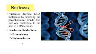 Enzymes used in gene cloning [upl. by Arlette]