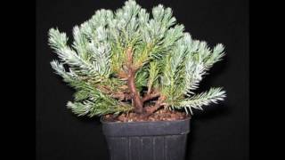 Bonsai Training Guide for Juniperus squamata [upl. by Hsirrap301]