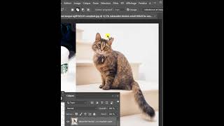 Chat qui miaule  Photoshop miauler shorts chat [upl. by Egwan937]