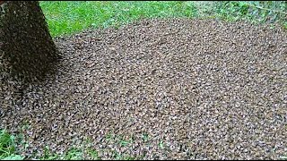 MASSIVE SWARM OF HONEY BEES CRAWLING INTO THIER MOBILE HOME [upl. by Astera4]