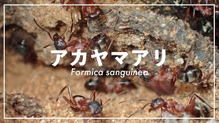 アカヤマアリの住む山で。狩りと自然での営み［Formica sanguinea］【アリ観察】 [upl. by Gerianne316]