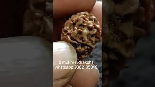 Nepali Rudraksha rudrakshadiksha originalrudraksha kedarnath shiv astrologyproduct medical [upl. by Henrietta]