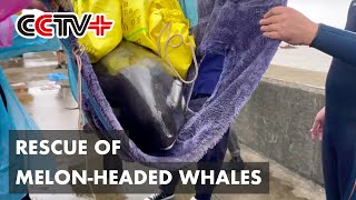 Nine Melonheaded Whales Rescued After Being Stranded on Beach in Zhejiang [upl. by Lamak]