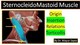 SternocleidoMastoid Muscle [upl. by Novyaj]