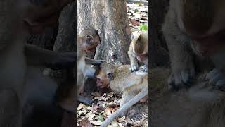 Little Monkey Amaya Mistreat Her Nephew monkey macaque wildanimal shorts beautifulmonkeys [upl. by Andros]