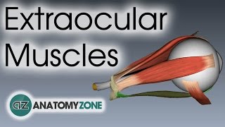 Extraocular Muscles  Eye Anatomy [upl. by Publius]