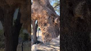 Weaver bird Nest in Namibia [upl. by Ahsekat]