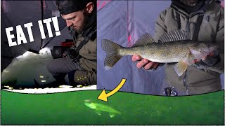 Jigging a TON of Walleyes Ice Fishing  UNDERWATER CAMERA [upl. by Dabbs364]