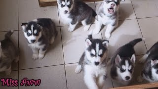 Cute Husky Puppies First Time Howling And Barking [upl. by Nitaf899]