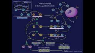 The Coagulation Cascade [upl. by Gussy]