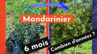 Assurez votre retraite avec la Mandarine hollandaise culture de A à Z [upl. by Ontine]