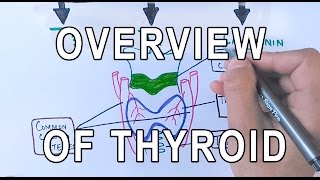 Thyroid Gland  Structure  Functions amp Diseases [upl. by Deer]