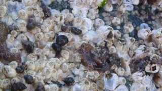 Flatworms at Esquimalt Lagoon [upl. by Ybok]