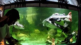 Feeding 5 arapaima 3 jau 2535 RTC amp Co in 4500 gal [upl. by Amikahs535]