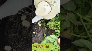 Fertilización mineral en cultivo de papa [upl. by Ahsaercal]