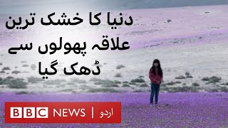 Desert flowers Earths driest place Atacama in bloom  BBC URDU [upl. by Farmann]