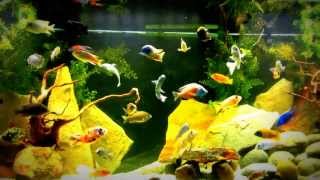 What to feed you African Cichlids [upl. by Alessig]