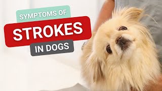 Symptoms of Strokes in Dogs [upl. by Varrian]